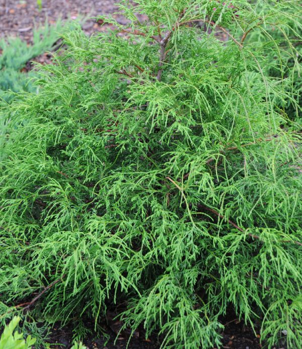 Faux cyprès de Sawara filiforme nain doré