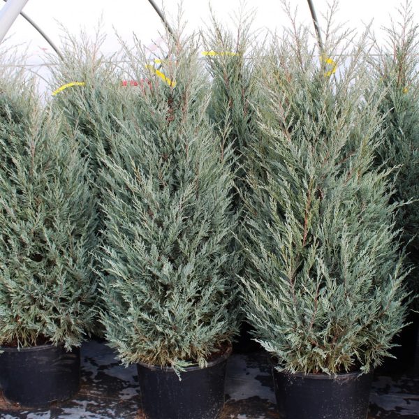 Juniperus scopulorum 'Moffat Blue'
