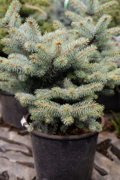 Dwarf Colorado Blue Spruce