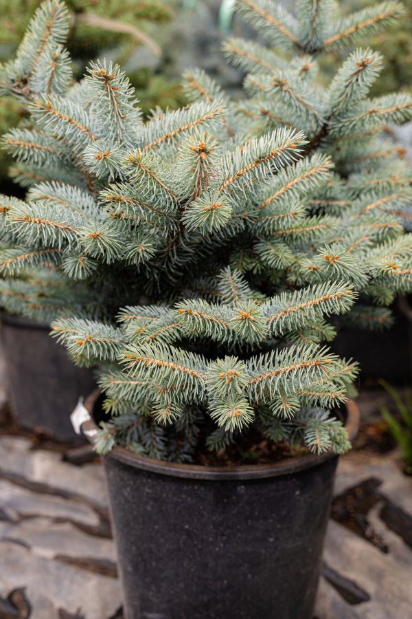 Dwarf Colorado Blue Spruce