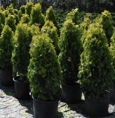 Eastern Arborvitae 'Jantar'