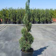 Génévrier Blue Heaven Spirale