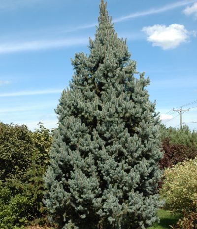 Colorado Blue Spruce 'Iseli Fastigiata'