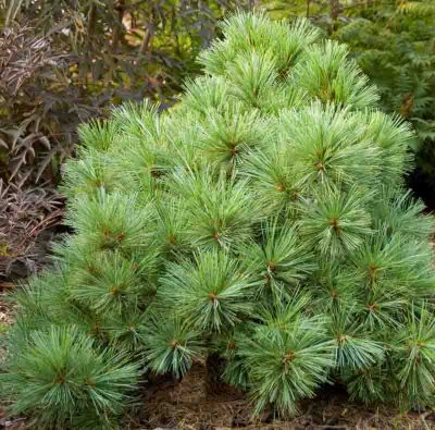 Pimoko Serbian Spruce
