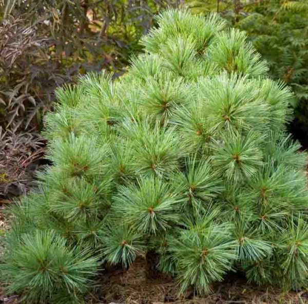 Pimoko Serbian Spruce