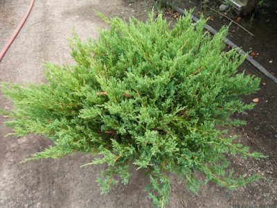 Creeping Juniper 'Youngstown'