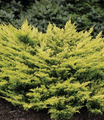 Génévrier horizontal 'Lime Glow'