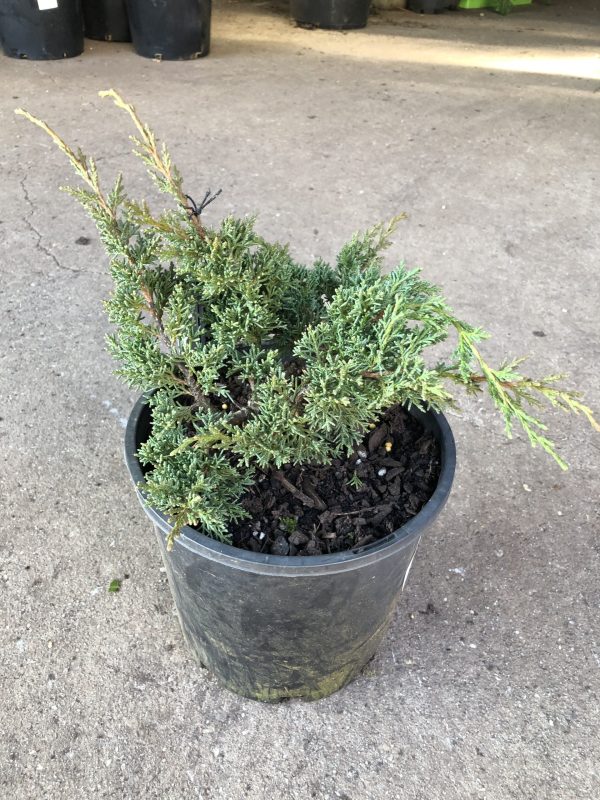 Juniperus chinensis 'Shimpaku'