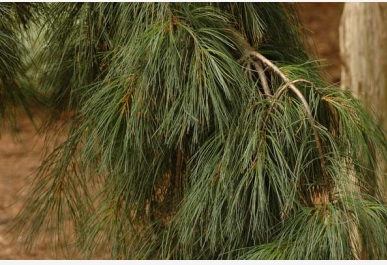 Weeping White Pine