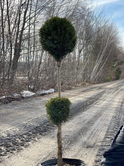 Cèdre du Canada 'Smaragd'