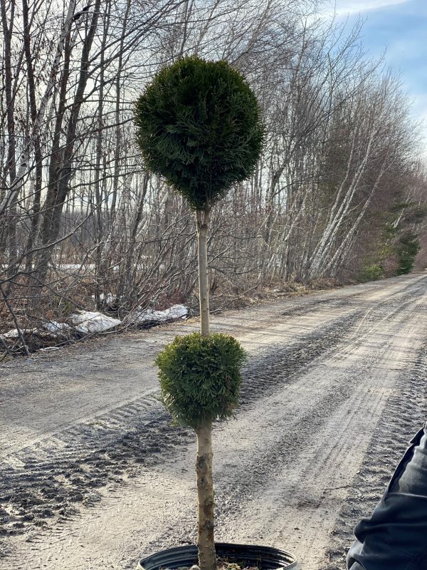 Cèdre du Canada 'Smaragd'