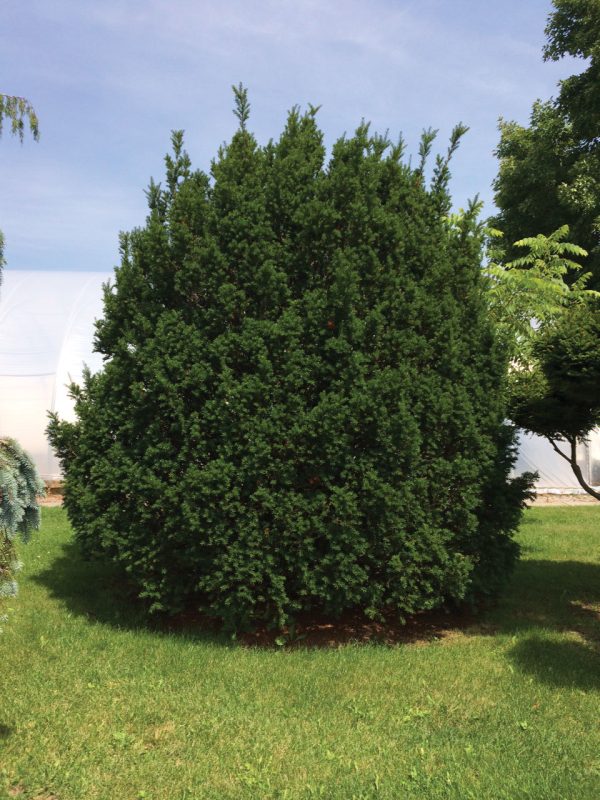 Taxus cuspidata 'Kobes Hicksii'