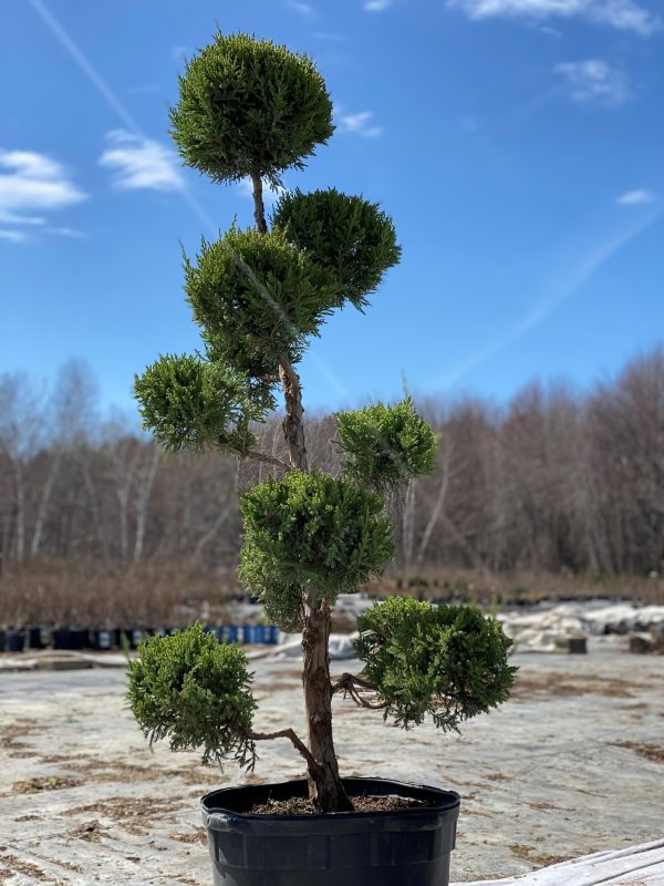 Juniperus chinensis 'Mountbatten' (Pompon)