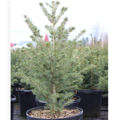 White Spruce