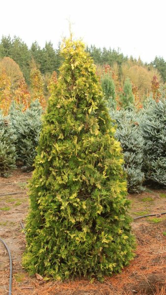 Thuya occidentalis 'Sunkist'