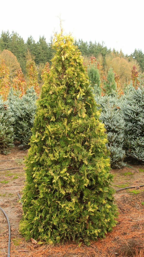 Thuya occidentalis 'Sunkist'
