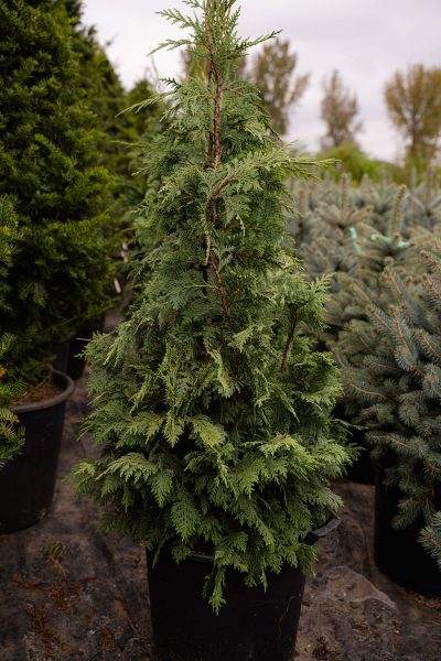 Blue Nootka Falsecypress