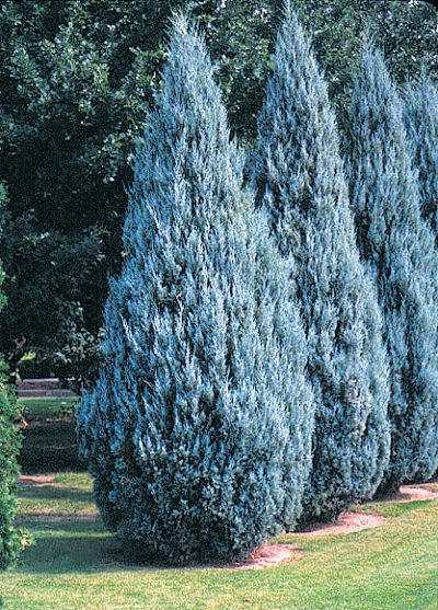Wichita Blue Rocky Mountain Juniper