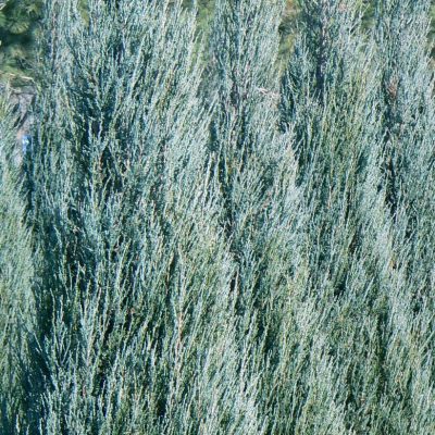 Juniperus virginiana ‘Blue Arrow’