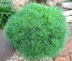 Horsford Dwarf White Pine