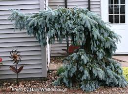 Épinette du Colorado ‘The Blues’
