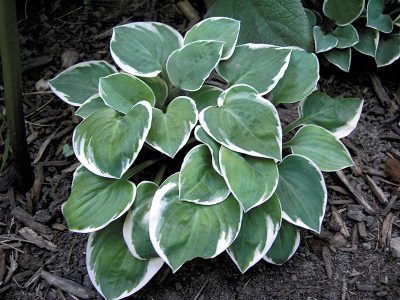 Hosta 'Country Mouse'