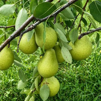 Poirier 'Harovin Bounty' (euro)