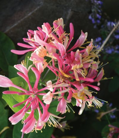 Chèvrefeuille 'Goldflame'