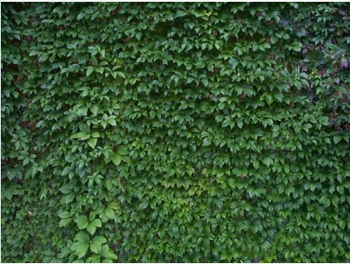 Vigne vierge d'Engelman