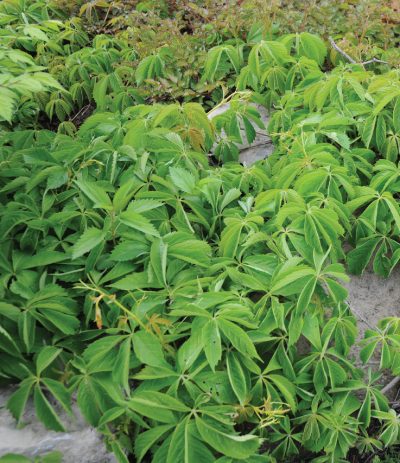 Vigne vierge à cinq feuilles 'Virgiana Creeper'