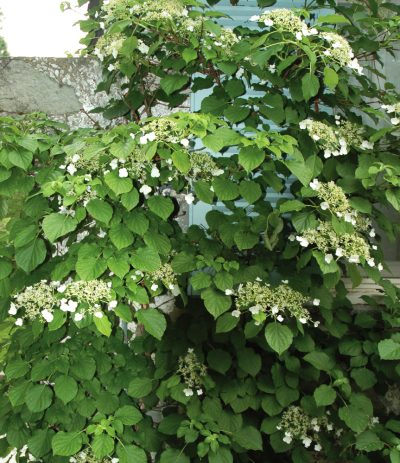 Hydrangea anomala 'Petiolaris'