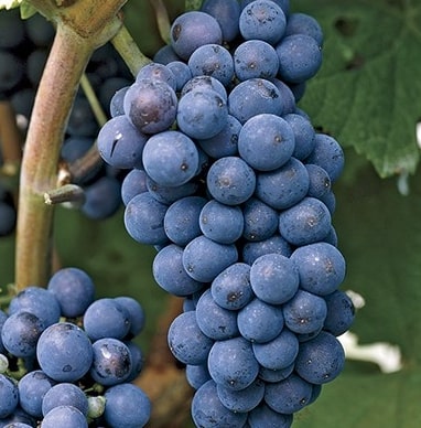 Vitis 'Concorde'