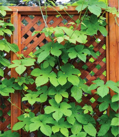 Houblon à feuille dorée