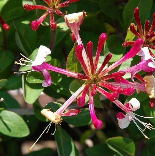 Lonicera periclymenum 'Belgica Select'
