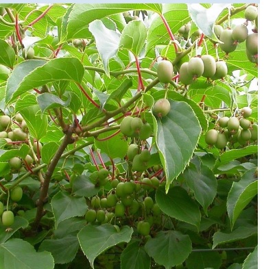Kiwi rustique femelle