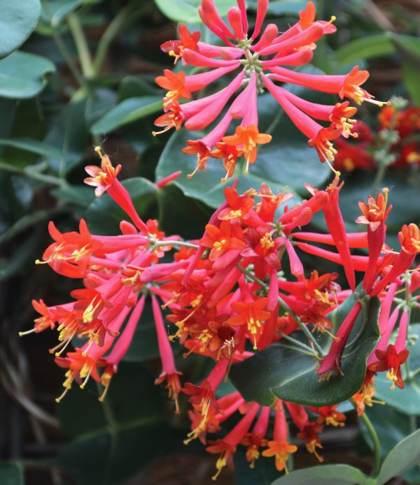 Trumpet Honeysuckle