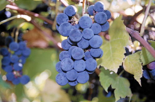 blue grape vine