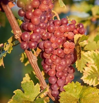 Vitis 'Canadice'