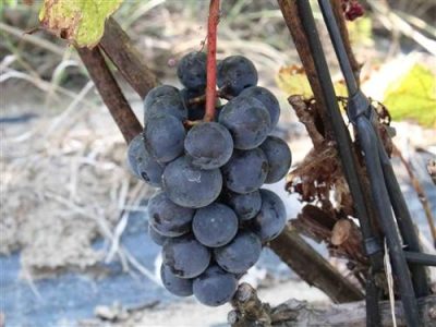 Vigne à raisin 'Montreal Blue'