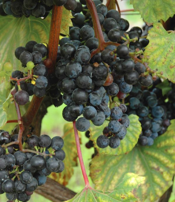Frontenac grapevine