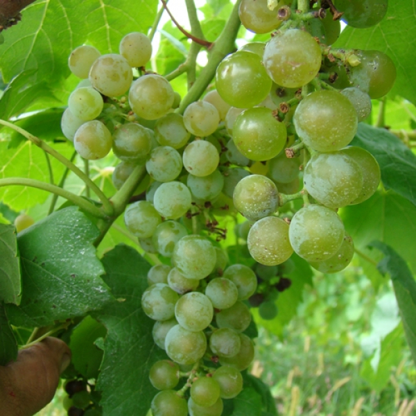 Vitis 'Frontenac Noir'