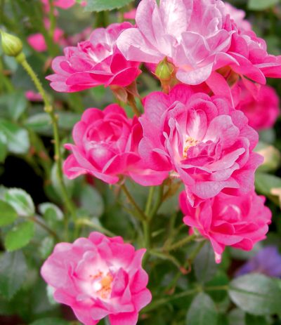 Rosier Polyantha 'Lovely Fairy'