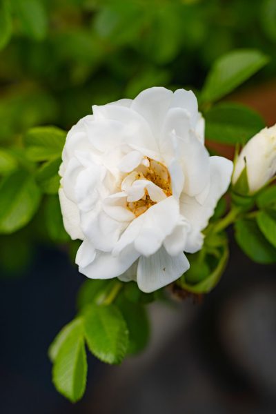 Rosa rugosa 'Blanc Double de Coubert'