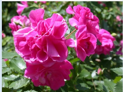Rosa grimpant 'Captain Samuel Holland'