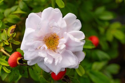 Rosier 'Henry Hudson'