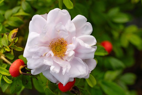 Rosier 'Henry Hudson'