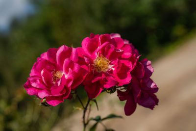 Rosa grimpant 'Henry Kelsey'