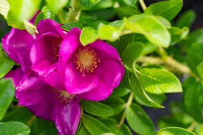 Rosa rugosa 'Rubra'