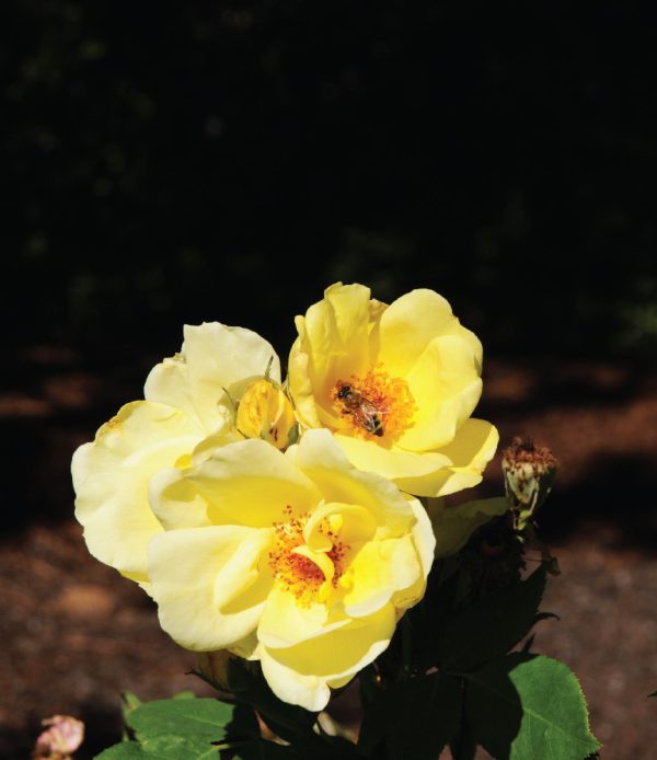 Carefree Sunshine Rose