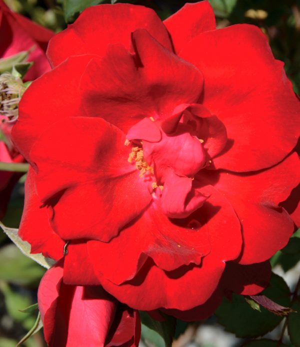 Rosa 'Champlain'